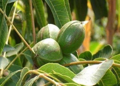 核桃树叶子干枯原因 核桃树叶子干枯怎么办