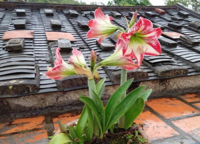 对兰什么季节开花 开花期是几月份