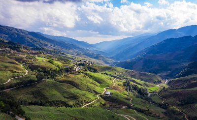 忙肺山古树茶特点 忙肺古树茶的地理位置与功效营养