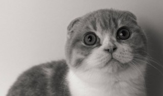 猫咪吐了怎么办 猫咪吐了要如何处理好呢