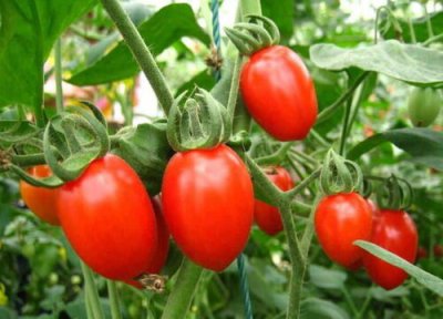 一天吃多少 圣女果一天吃几个最好