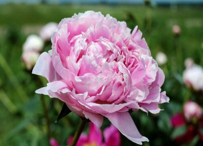 牡丹什么季节开花 开花时间在几月份