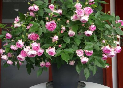 家里小型月季如何养护长得好 迷你小月季花盆栽养殖技巧