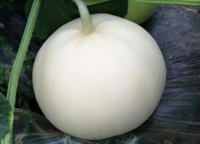 南昌气候条件 南昌盛产什么水果有名