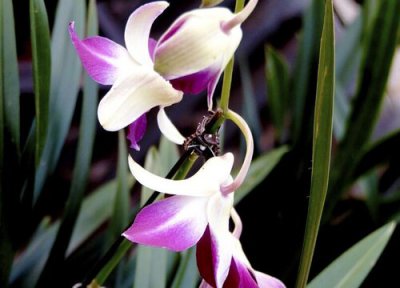 冬天墨兰可以施肥吗 夏季要不要给墨兰停止施肥