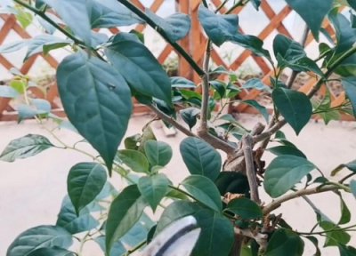 三角梅开完花长出新枝条怎么修剪 三角梅开完花如何修剪下次开花又爆盆