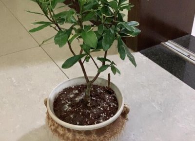 金边瑞香夏天晒太阳 金边瑞香怎么度夏安全