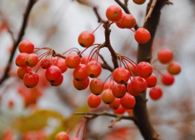 山荆子是什么树 长什么样子