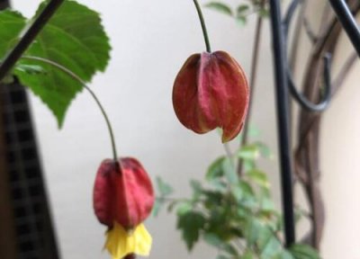 宫灯长寿花施什么肥 宫灯长寿花长芽后怎么施肥