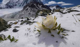 雪莲花有什么功效 雪莲花对人有啥功效与作用