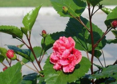 桑树开花吗 开花长什么样子 图片