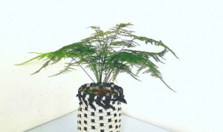 客厅文竹摆放禁忌 客厅文竹摆放的讲究