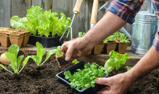 冬天在家生菜的种植方法 冬季怎样种生菜？