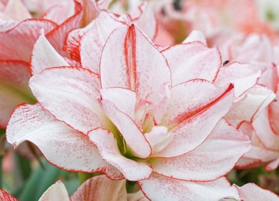 朱顶红养多久才能开花 从种植到开花要多长时间