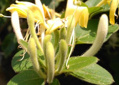 金银花喜水还是喜旱 金银花喜湿还是喜干旱