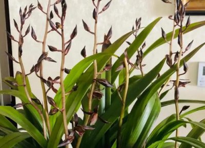 什么兰花最好养又香开花时间又长 好养活爱开花的兰花