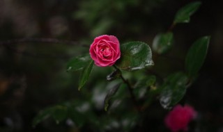 金茶花换盆注意事项和方法 金茶花怎么换盆