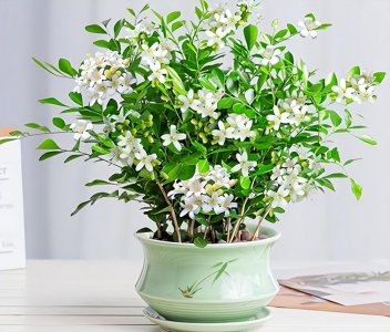 什么花最香持久还好养 室内养这8种花卉花香四溢