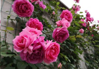 日常月季养护知识经验篇 超实用的月季全年养护指