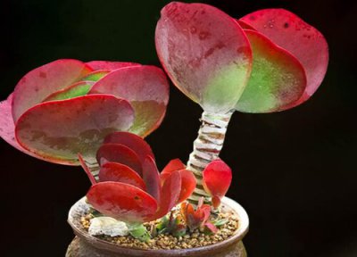 多肉唐印徒长了怎么办 多肉唐印徒长是什么样子