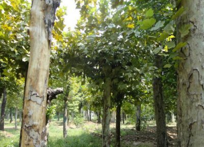 桐树一年开花次数 桐树一年开几次花