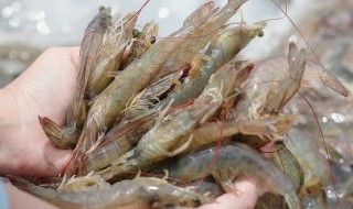 虾青素在虾的什么部位 虾青素在哪里