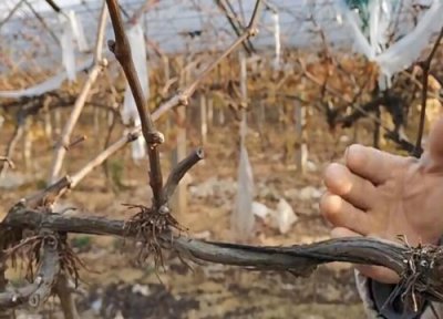 葡萄树修剪方法 怎样修剪葡萄树