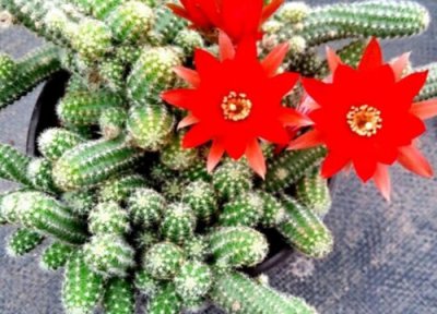 仙人指花期时间 仙人指花期是什么时候