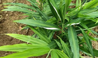 姜叶子怎么吃 姜叶怎么吃的家常做法