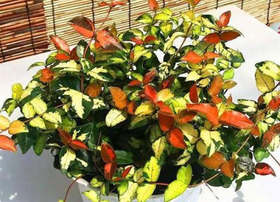 花叶络石开花吗 花期是几月份