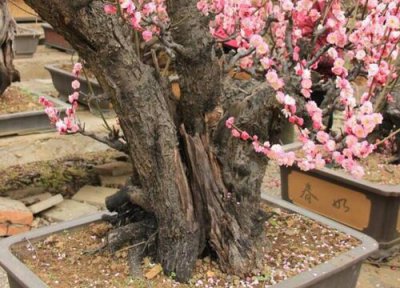 盆栽梅花冬季怎么养 梅花盆栽怎样养护能更好的过冬