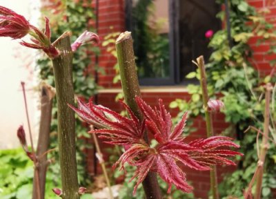 红枫花期时间 红枫花期是什么时候