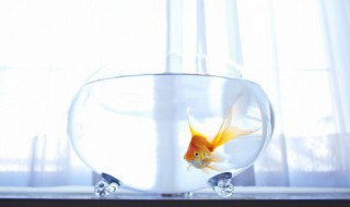 鱼缸放客厅什么位置好 鱼缸放客厅哪个位置好