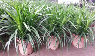 龙须兰怎么养才能更旺盛 龙须兰盆栽养殖方法和注意