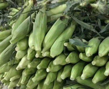 磷酸二氢钾喷施玉米有效果吗 什么时间喷洒作用最好