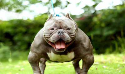 10大恶犬排名 世界上最凶猛的十大恶犬图片