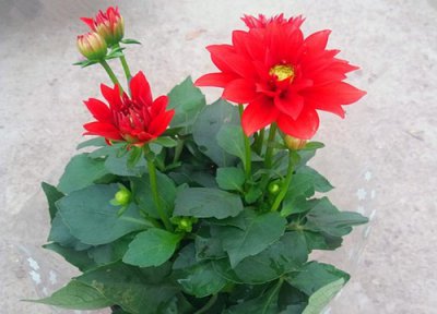 大丽花种球一定要挖出来吗 每年什么时候挖起来保存