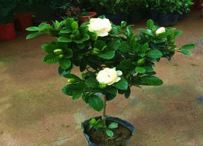 栀子花开花后要剪掉吗 栀子开完花修剪掉今年还能开花吗