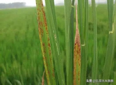 水稻赤枯病的症状表现及防治方法 赤枯病最有效治疗方法
