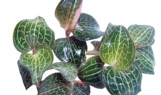 金线莲的营养价值 金线莲的功效与作用