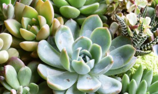 肉肉的种植方法及注意事项 多肉的种植方法以及注意事项