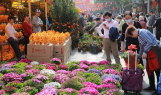 过年摆什么花放在客厅 过年摆哪种花放在客厅