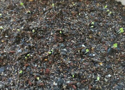 九层塔留种子方法 九层塔怎么留种子