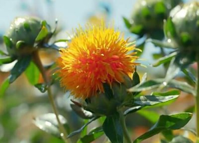 红花和藏红花一样吗 形状和功效有区别