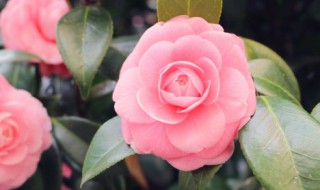 周年纪念日送什么花 在周年纪念日适合送什么花