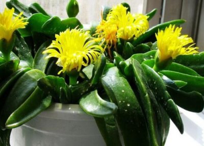 家里养金佛手好吗? 怎样才能把佛手托金养好