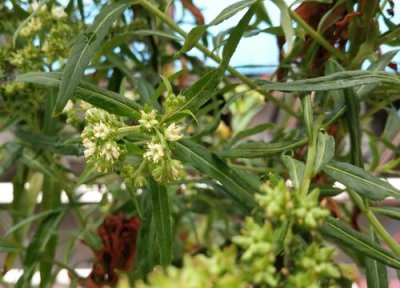 护肝草的功效与作用 护肝草的功效与作用及食用方法