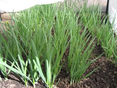 韭菜封冻水什么时候浇合适 韭菜上冻前灌水吗