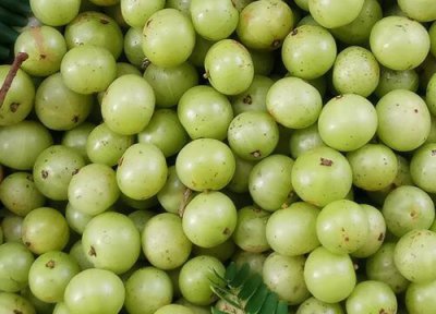 油柑是热性还是凉性 油柑属于热性还是凉性