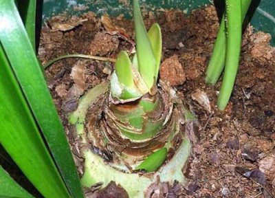 大头兰过冬叶子全剪掉 什么时候割掉上面叶子往屋里搬